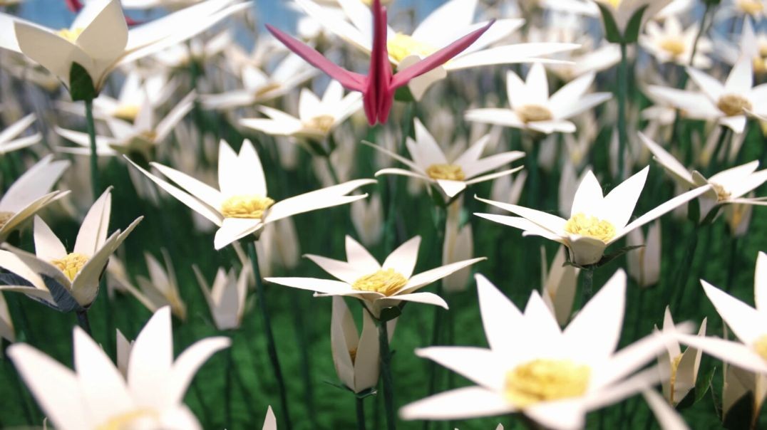Tsuru