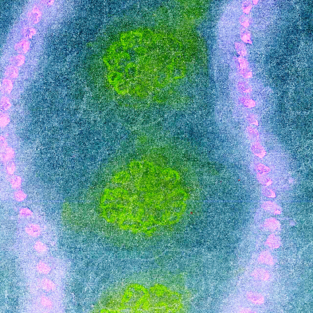 Plankton α