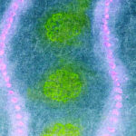 Plankton α