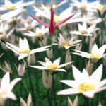 Tsuru_02